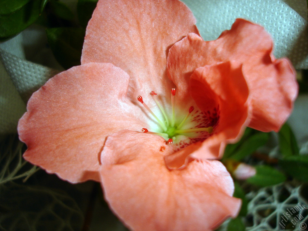 Pink color Azalea -Rhododendron- flower.
