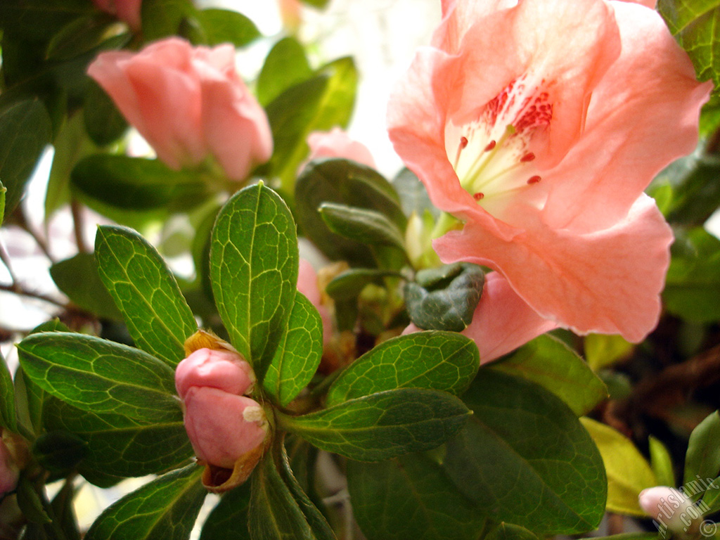Pink color Azalea -Rhododendron- flower.
