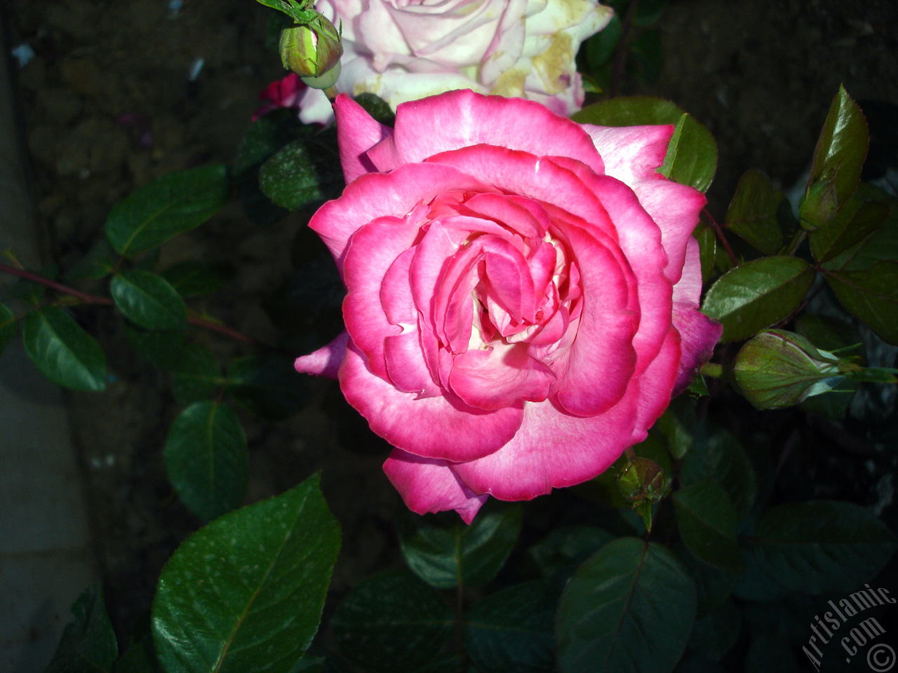 Red rose photo.
