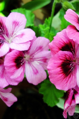 A mobile wallpaper and MMS picture for Apple iPhone 7s, 6s, 5s, 4s, Plus, iPods, iPads, New iPads, Samsung Galaxy S Series and Notes, Sony Ericsson Xperia, LG Mobile Phones, Tablets and Devices: Dark pink mottled Pelargonia -Geranium- flower.
